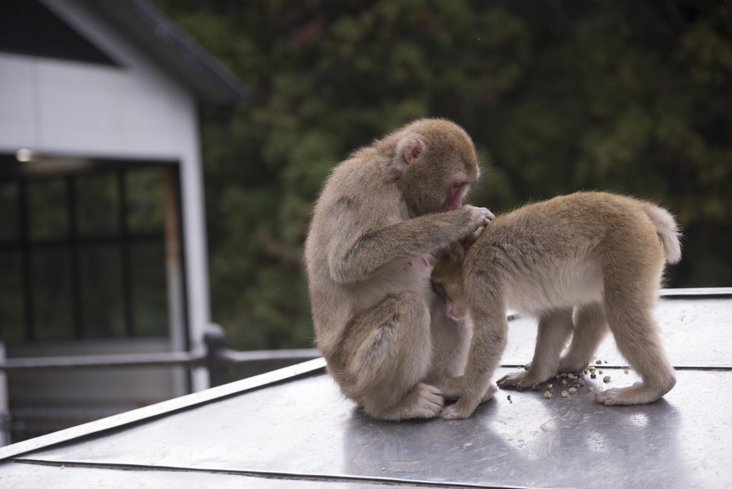 高崎山のサルの写真