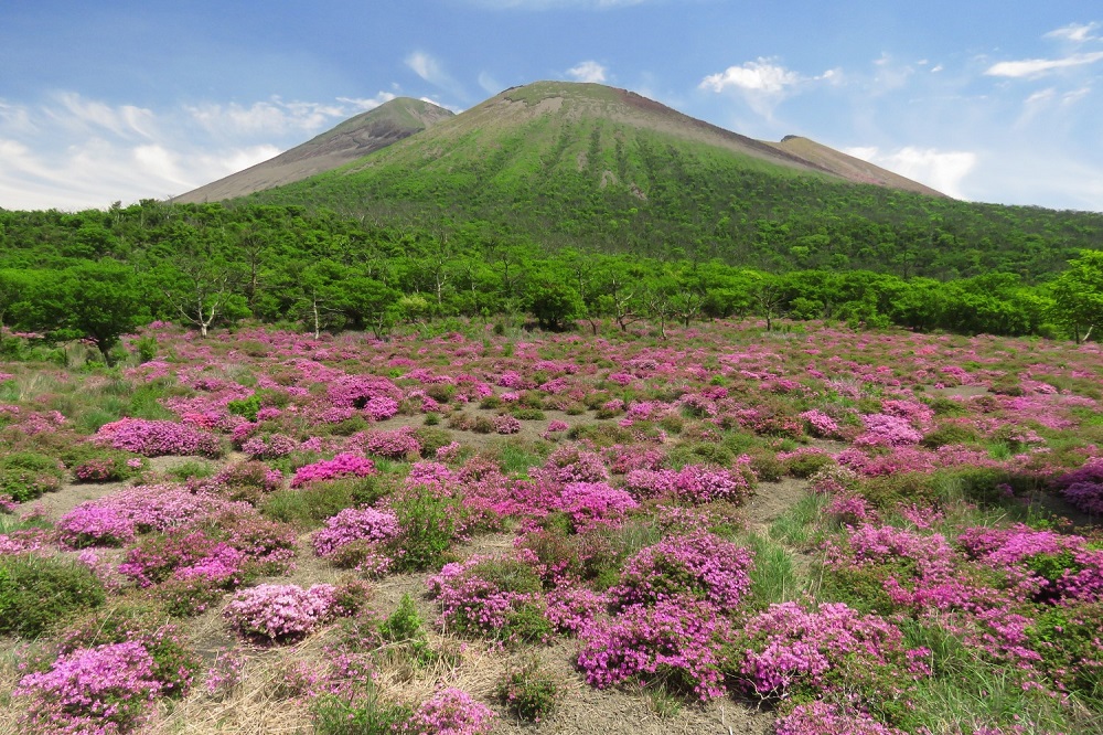 霧島山のミヤマキリシマの写真