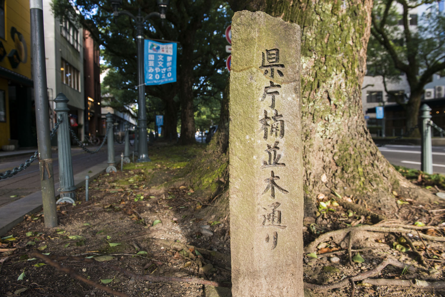 県庁楠並木通りの写真