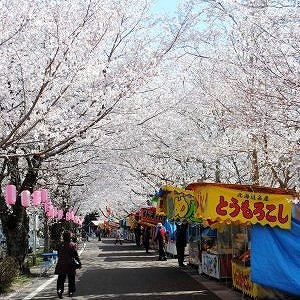 忠元公園のサクラの写真