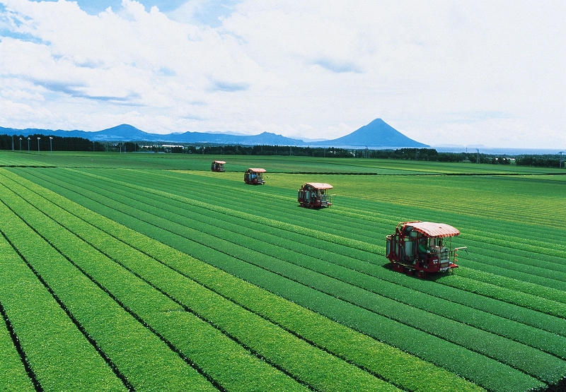 知覧の茶畑の写真