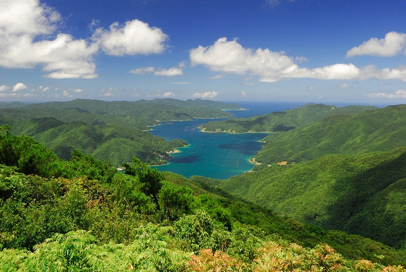 湯湾岳の照葉樹林の写真