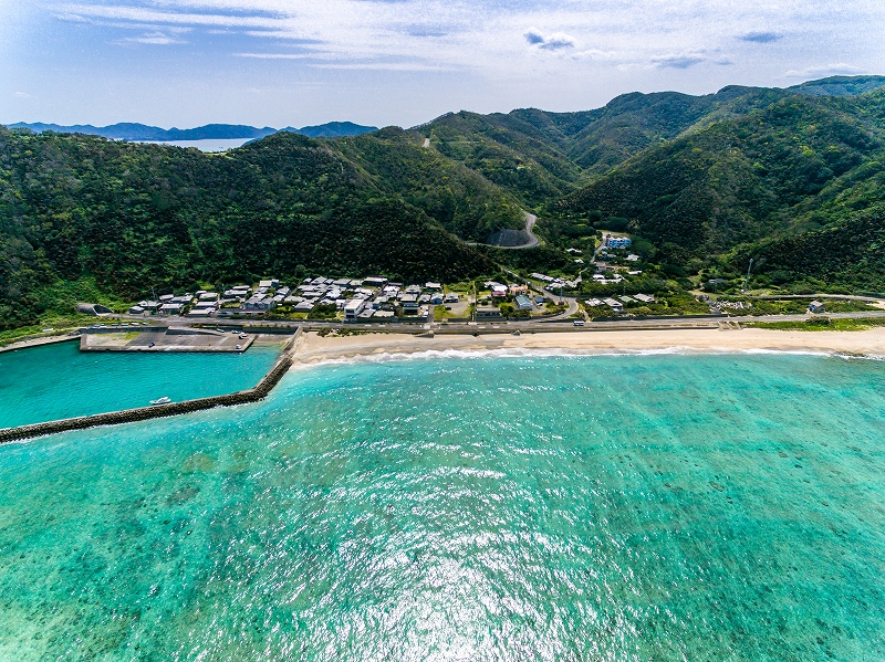 安木屋場のソテツ・バショウ群生地の写真