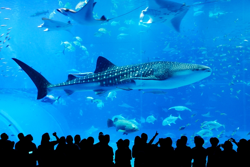 沖縄美ら海水族館の写真